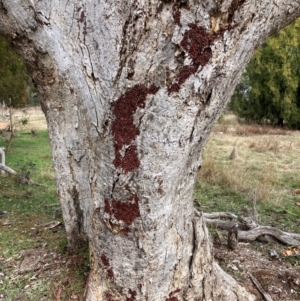 Dindymus versicolor at Watson, ACT - 19 Aug 2024