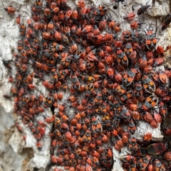 Dindymus versicolor at Watson, ACT - 19 Aug 2024