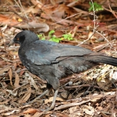 Corcorax melanorhamphos (White-winged Chough) at Yarralumla, ACT - 19 Aug 2024 by Trevor