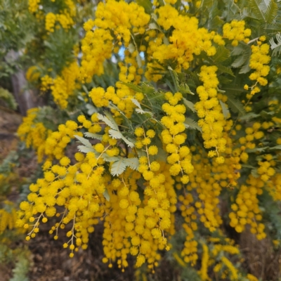 Acacia baileyana (Cootamundra Wattle, Golden Mimosa) at Farrer, ACT - 19 Aug 2024 by MatthewFrawley