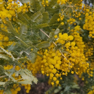 Acacia baileyana at Farrer, ACT - 19 Aug 2024