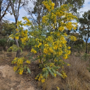 Acacia baileyana at Farrer, ACT - 19 Aug 2024