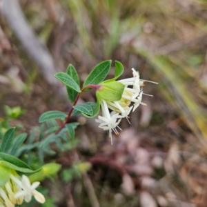 Pimelea linifolia subsp. linifolia at Farrer, ACT - 19 Aug 2024 03:02 PM