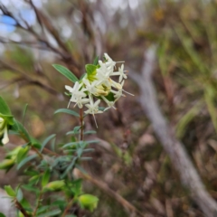 Pimelea linifolia subsp. linifolia at Farrer, ACT - 19 Aug 2024 03:02 PM