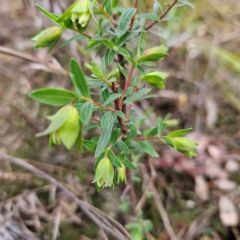 Pimelea linifolia subsp. linifolia at Farrer, ACT - 19 Aug 2024 03:02 PM