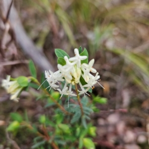 Pimelea linifolia subsp. linifolia at Farrer, ACT - 19 Aug 2024