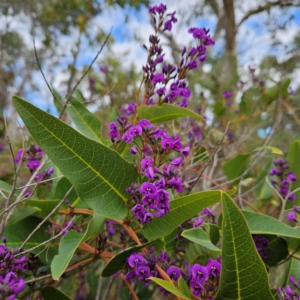 Hardenbergia violacea at Farrer, ACT - 19 Aug 2024