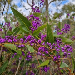 Hardenbergia violacea at Farrer, ACT - 19 Aug 2024