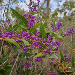 Hardenbergia violacea at Farrer, ACT - 19 Aug 2024