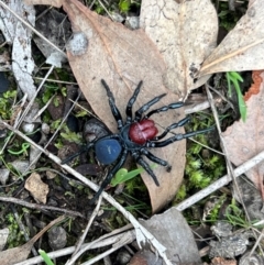 Missulena occatoria (Red-headed Mouse Spider) at Glenroy, NSW - 19 Aug 2024 by SandyC