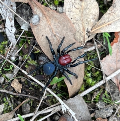 Missulena occatoria (Red-headed Mouse Spider) at Glenroy, NSW - 19 Aug 2024 by SandyC