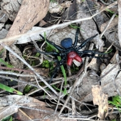 Missulena occatoria at Glenroy, NSW - suppressed