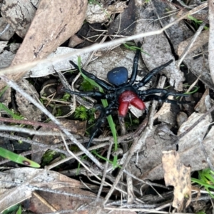 Missulena occatoria at Glenroy, NSW - suppressed