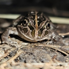 Limnodynastes tasmaniensis (Spotted Grass Frog) at Braidwood, NSW - 19 Aug 2024 by MatthewFrawley