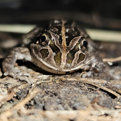 Limnodynastes tasmaniensis (Spotted Grass Frog) at Braidwood, NSW - 19 Aug 2024 by MatthewFrawley