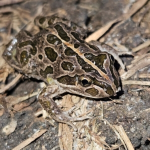 Limnodynastes tasmaniensis at Braidwood, NSW - 19 Aug 2024