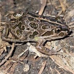 Limnodynastes tasmaniensis at Braidwood, NSW - 19 Aug 2024