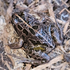 Limnodynastes tasmaniensis at Braidwood, NSW - 19 Aug 2024