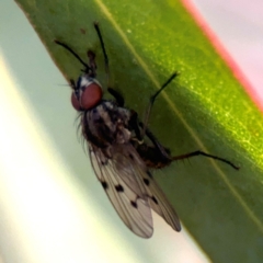 Anthomyia punctipennis at Russell, ACT - 19 Aug 2024 by Hejor1