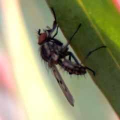 Anthomyia punctipennis at Russell, ACT - 19 Aug 2024