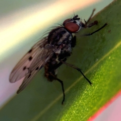 Anthomyia punctipennis at Russell, ACT - 19 Aug 2024