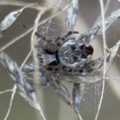 Araneus hamiltoni at Russell, ACT - 19 Aug 2024 by Hejor1