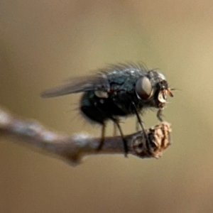 Diptera (order) at Barton, ACT - 19 Aug 2024 04:03 PM