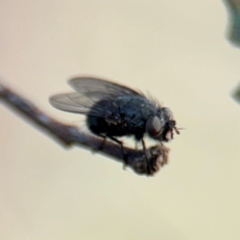 Diptera (order) at Barton, ACT - 19 Aug 2024