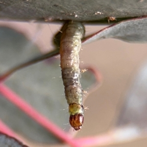 Lepidoptera unclassified IMMATURE at Barton, ACT - 19 Aug 2024