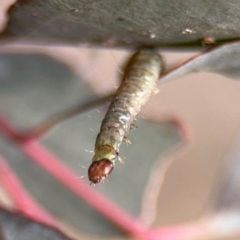 Lepidoptera unclassified IMMATURE at Barton, ACT - 19 Aug 2024