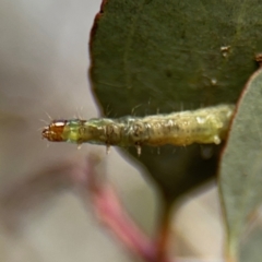 Lepidoptera unclassified IMMATURE at Barton, ACT - 19 Aug 2024