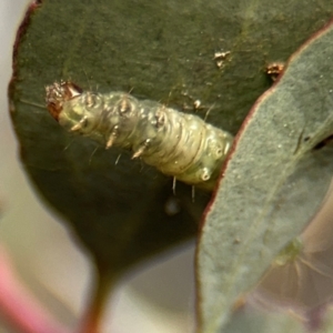 Lepidoptera unclassified IMMATURE at Barton, ACT - 19 Aug 2024