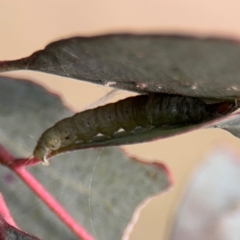 Lepidoptera unclassified IMMATURE at Barton, ACT - 19 Aug 2024