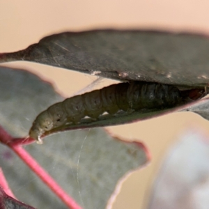 Lepidoptera unclassified IMMATURE at Barton, ACT - 19 Aug 2024