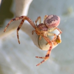 Australomisidia sp. (genus) (Flower spider) at Saint Mark's Grassland, Barton - 19 Aug 2024 by Hejor1