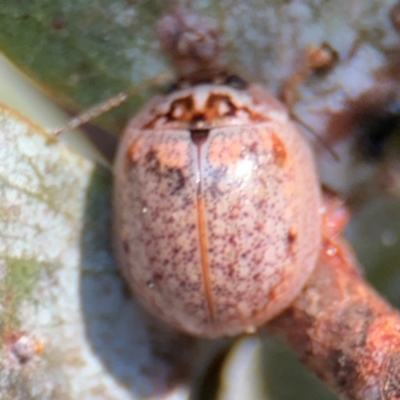 Paropsisterna m-fuscum (Eucalyptus Leaf Beetle) at Russell, ACT - 19 Aug 2024 by Hejor1