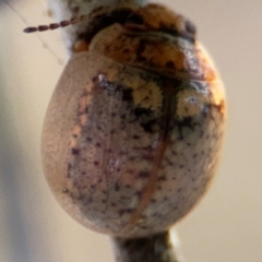 Paropsisterna m-fuscum at Russell, ACT - 19 Aug 2024