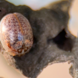 Paropsisterna m-fuscum at Russell, ACT - 19 Aug 2024