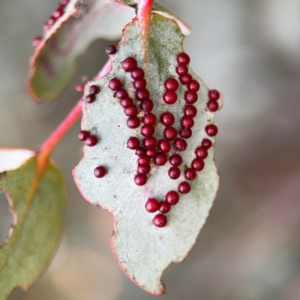 Eucalyptus insect gall at Russell, ACT - 19 Aug 2024