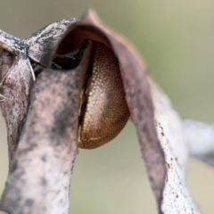 Paropsis atomaria at Russell, ACT - 19 Aug 2024