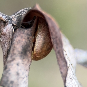 Paropsis atomaria at Russell, ACT - 19 Aug 2024