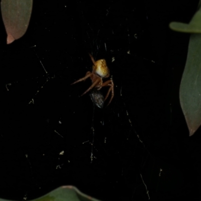 Araneinae (subfamily) at Freshwater Creek, VIC - 9 Sep 2022 by WendyEM