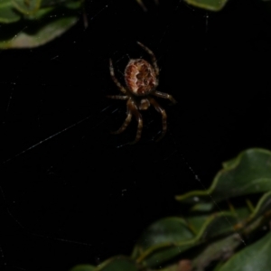 Araneus hamiltoni at Freshwater Creek, VIC - 9 Sep 2022