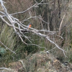 Petroica phoenicea (Flame Robin) at Kanangra, NSW - 18 Aug 2024 by ScottandMandy