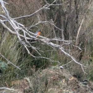 Petroica phoenicea at Kanangra, NSW - 18 Aug 2024