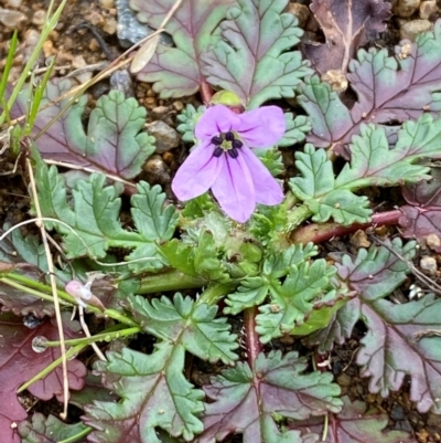 Erodium botrys (Long Storksbill) at Whitlam, ACT - 18 Aug 2024 by SteveBorkowskis