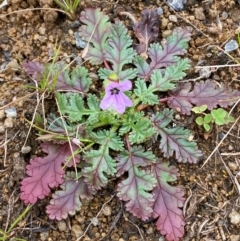 Erodium botrys at Whitlam, ACT - 19 Aug 2024