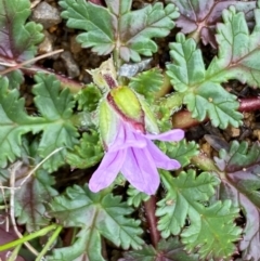 Erodium botrys at Whitlam, ACT - 19 Aug 2024 09:37 AM