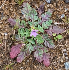 Erodium botrys at Whitlam, ACT - 19 Aug 2024