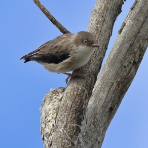 Daphoenositta chrysoptera at Yarralumla, ACT - 19 Aug 2024